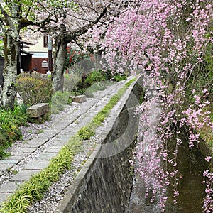 Philosophers Path, Kyoto