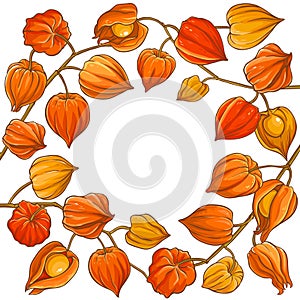 Phisalis branch vector frame