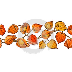 Phisalis branch vector pattern