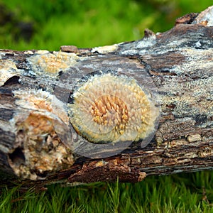 Phlebia nothofagi fungus