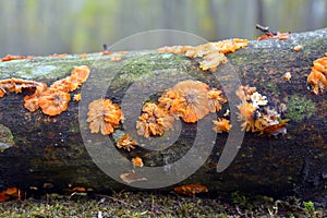 Phlebia radiata fungus