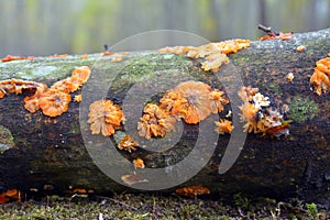 Phlebia radiata fungus photo