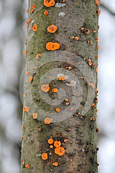Phlebia radiata or Wrinkled crust on trunk of dead rowan