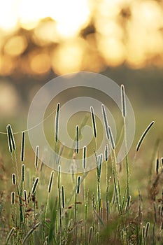 Phleum grass at sunrise