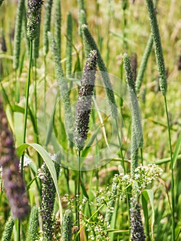 Phleum pratense Lieschgras detail in the grass
