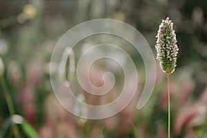 Phleum Pratense. Timothy Grass close up in bloom