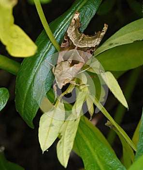 Phlogophora meticulosa.