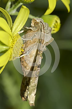 Phlogophora meticulosa / The Angle Shades moth