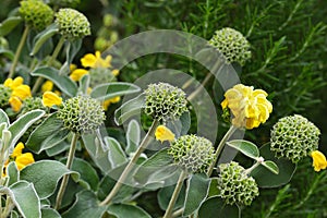 Phlomis Edward Bowles Flower