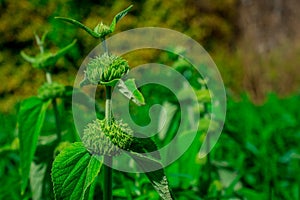 Phlomis Edward Bowles shrub with whorls of yellow flowers