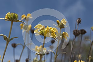 The Phlomis floccosa, Yelow flowers , Greek Flora