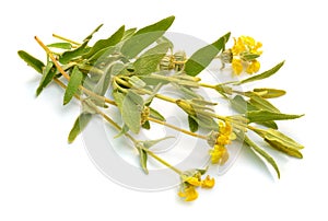 Phlomis Fruticosa. Common names include Jerusalem sage and lampwick plant. Isolated on white background