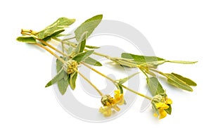 Phlomis Fruticosa. Common names include Jerusalem sage and lampwick plant. Isolated on white background