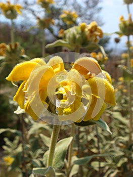 Phlomis fruticosa flower Lamiaceae family Magnoliophyta macro background wallpaper fine prints high quality digital art gallery.