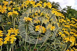 Phlomis fruticosa, the Jerusalem sage, is a species of flowering plant in the sage family Lamiaceae, native to Albania, Cyprus,