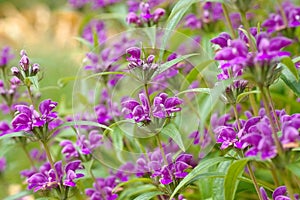 Phlomis herba-venti, a wildflower