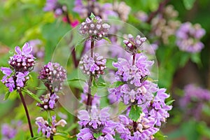 Phlomis maximowiczii a wildflower