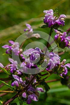 Phlomis Phlomoides tuberosa wildflowers on clear green background. Dark red stems with architectural whorls of lilac-pink flowers