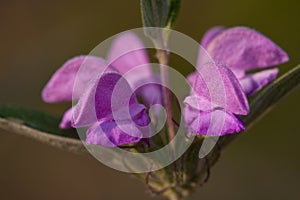 Phlomis pungens