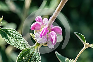 Phlomis purpurea, Purple Phlomis, a species of flowering plant of the Lamiaceae family, native to Mediterranean region. Common