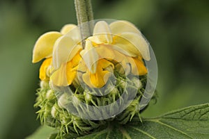 Phlomis pusseliana