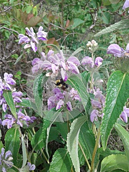 Phlomis regelii. Flowers. Plants