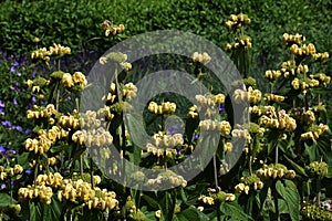 Phlomis Russeliana plant with flowers.