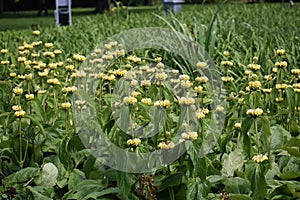 Phlomis Russeliana plant growing in the garden.