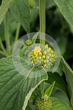 Phlomis russeliana, Turkish sage, a flowering plant in the family Lamiaceae, native to Turkey and Syria in southwest Asia