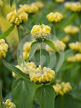 Phlomis russeliana (Turkish sage, Syrian fire herb , Jerusalem sage ) yellow flowering plant