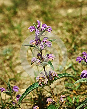 Phlomis taurica