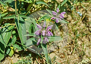 Phlomis taurica