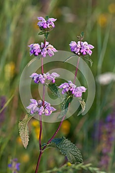 Phlomis tuberosa