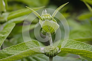 Phlomis viscosa in garden