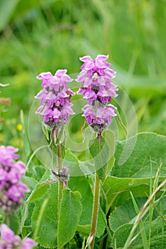 Phlomoides oreophila