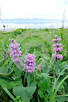 Phlomoides oreophila