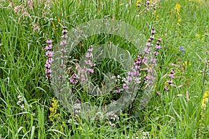 Phlomoides tuberosa is a perennial flowering plant of the Lamiaceae