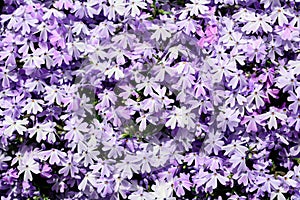 Phlox