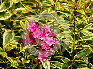 Phlox 'Becky Twe'