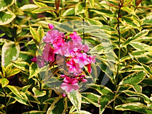 Phlox 'Becky Twe'