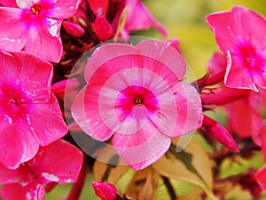 Phlox 'Becky Twe'