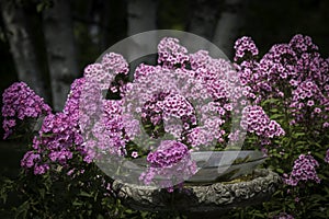 Phlox Birdbath