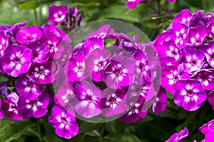 Phlox Blooms