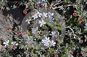 Phlox and Buckwheat, Linanthus grandiflorus & Eriogonum species Lithosol gardens, cascade mountains