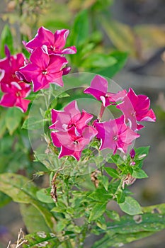 Phlox