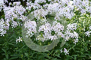 Phlox divaricata with blue lavender flowers