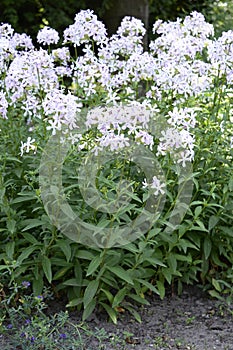 Phlox divaricata with blue lavender flowers