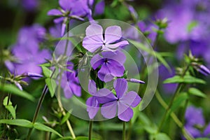 Phlox divaricata Blue Moon blossom close up