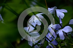 Phlox divaricata. Cultivated flower.