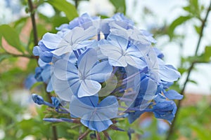 Phlox divaricata, decorative shrub with blue blooming blossoms